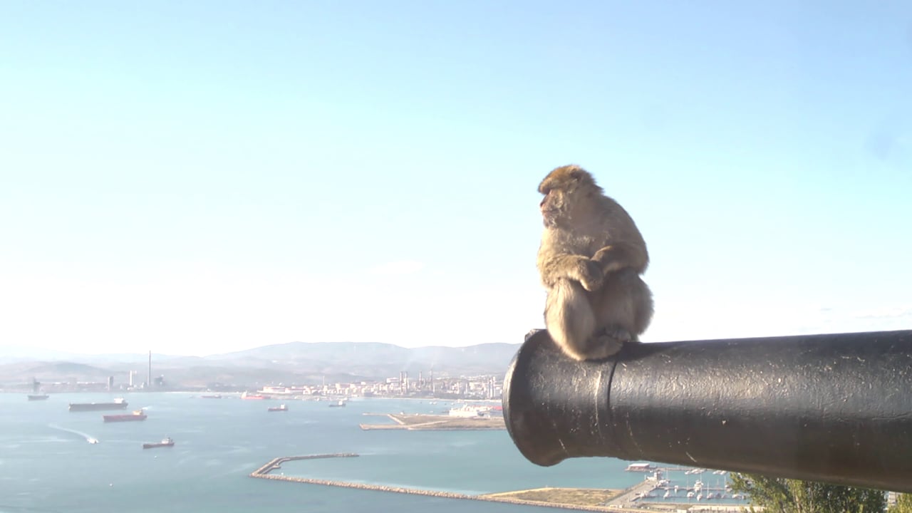 Staff Pick Premiere: A land dispute of monkeys and men The rock of Gibraltar is shared between two primate species: monkeys and peoples. Now, there are tensions between the two.