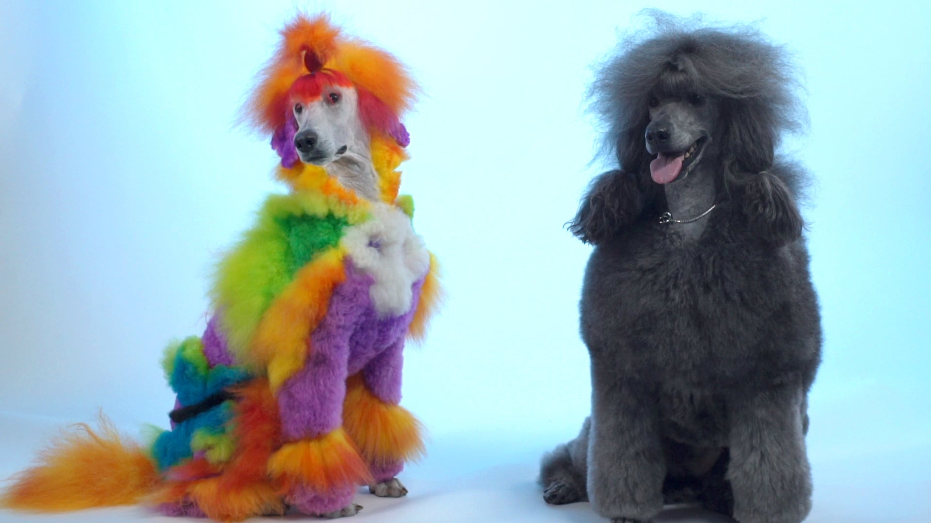 Staff Pick Premiere: Our favorite “fluff” piece of the year Rebecca Stern’s new doc sheds light on the world of competitive dog grooming.